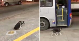 Cucciolo attende ogni giorno l’autista alla stessa fermata dell’autobus (VIDEO)