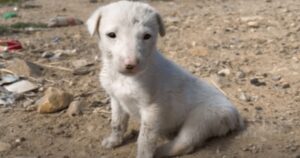 Cucciolo non capisce perché il suo proprietario gli abbia tagliato la coda, facendolo soffrire