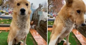 Cucciolo è venuto a confortare una ragazza che stava salutando una persona cara al cimitero (VIDEO)