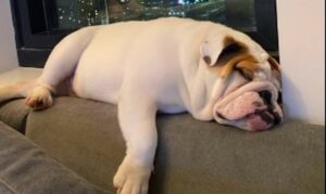 Un cucciolo di Bulldog inglese riesce a portare a termine una difficile missione (VIDEO)