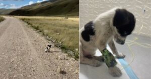 Trova un cucciolo in una strada desolata e lo salva dalla disidratazione ( VIDEO)