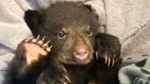 Un cucciolo d’orso trova la salvezza grazie all’aiuto di un umano (VIDEO)