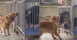 Cucciolo di Golden Retriever molto furbo apre la gabbia dei suoi amici con il naso e li libera