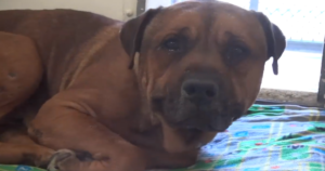 Cucciolo scopre di essere stato abbandonato in un rifugio e scoppia in lacrime (VIDEO)