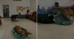 cucciolo vede il suo proprietario sdraiato per terra e gli porta il suo lettino