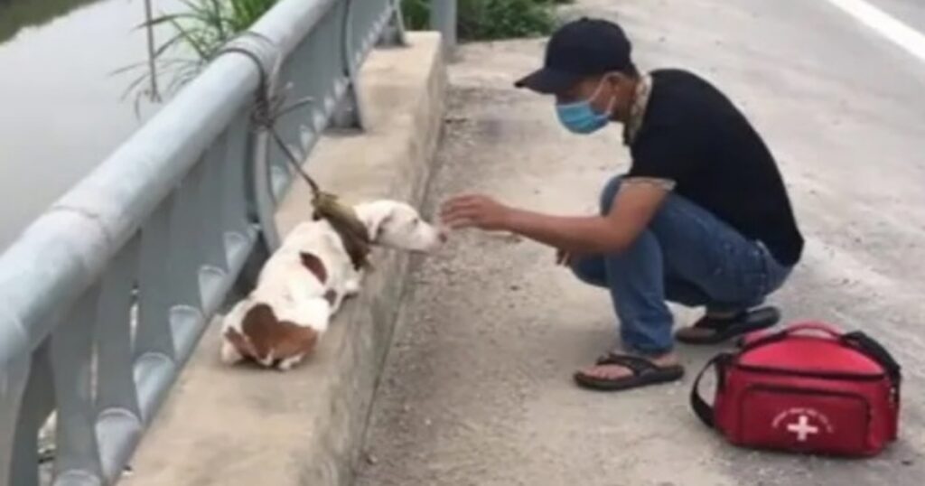 cucciolo abbandonato legato in un ponte impara ad amare di nuovo