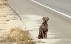 Cucciolo di cane randagio in pessime condizioni era seduto sul lato della strada in cerca di amore