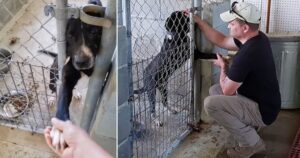 Cucciolo sporge la zampa fuori dalle sbarre per attirare l’attenzioni di chiunque passi al rifugio