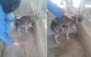 Cagnolino maltrattato urla di terrore quando il soccorritore prova a toccarlo (VIDEO)