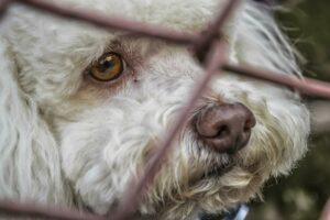 Cucciolo di cane Bomi ha aspettato per mesi la famiglia che l’ha abbandonata