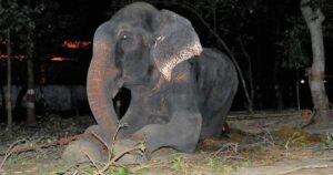 Elefante piange dopo essere stato salvato dopo 50 anni di catene e sofferenze
