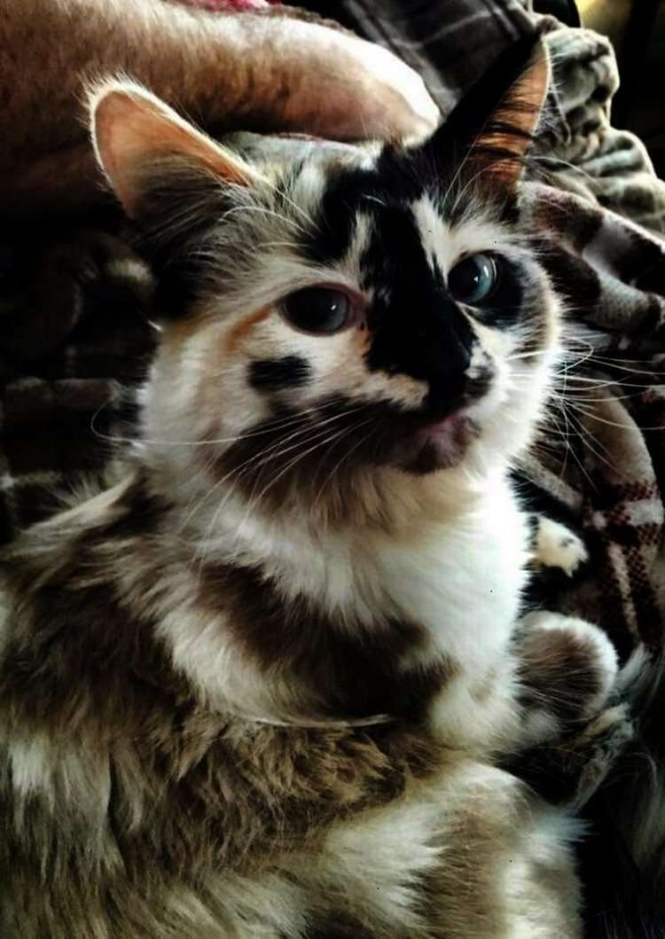 Storie Di Gatti, Foto, Immagini Stampabili, Arte Vintage, Effimeri Classici - Foto 12