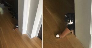 foto di gatti che hanno fatto fare una risata ai loro proprietari