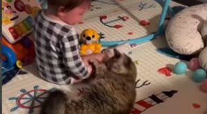 Un gattino domestico conforta il suo fratellino umano che piange disperatamente (VIDEO)