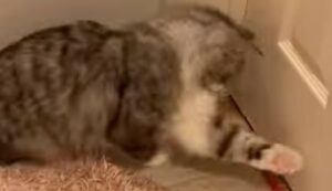 Gattino domestico si diverte a giocare con il suo umano, in un modo particolare (VIDEO)