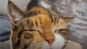La gattona Lily festeggia il compleanno; spegne ventitré candeline (VIDEO)
