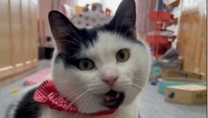 Un gattone paffutello compare immediatamente non appena sente il rumore del cibo (VIDEO)