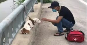 Cucciolo viene abbandonato legato ad un ponte, viene salvato e impara di nuovo ad amare