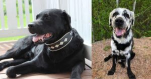 La famiglia è rimasta scioccata quando ha visto il loro Labrador cambiare improvvisamente colore