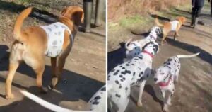 Donna traveste il suo Labrador da Dalmata per un incontro esclusivo, così da non farlo sentire escluso (VIDEO)