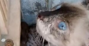 Mamma gattina disperata perché non riesce più a trovare i suoi cuccioli (VIDEO)