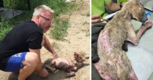 Cucciolo piange di dolore quando il suo soccorritore prova a prenderlo in braccio per salvarlo