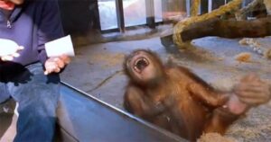 orango scoppia a ridere dopo la magia dell'uomo