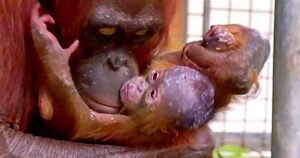 volontari del rifugio si commuovono nel vedere mamma orango riabbracciare la sua piccola rapita
