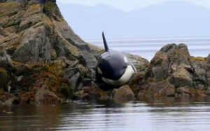 Orca bloccata tra le rocce emette un potente suono per consentire agli umani di salvarla (VIDEO)