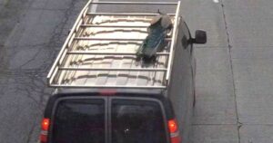 Pavone si arrampica sul tetto dell’auto del proprietario e scappa di casa