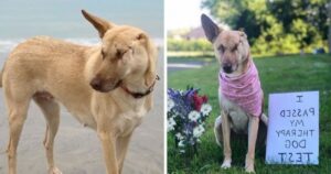Dopo aver ricevuto 17 colpi di pistola, la cagnolina incinta sopravvive e diventa un cane da terapia