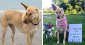 Dopo aver ricevuto 17 colpi di pistola, la cagnolina incinta sopravvive e diventa un cane da terapia