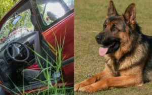 Cane disperso conduce la polizia nel luogo dove il suo proprietario ha avuto l’incidente e permette di salvarlo