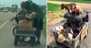 senzatetto viaggia per 3.000 chilometri in bicicletta con 11 cani
