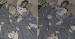 Telecamera di sicurezza riprende un Labrador Retriever che copre la sua proprietaria (VIDEO)