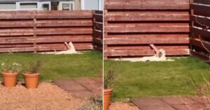 Donna sorprende il suo vicino in flagrante con il suo cane e riprende la scena (VIDEO)