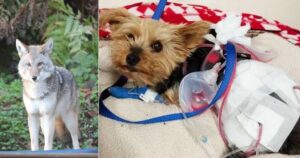 Cucciolo di Yorkie coraggioso difende la sua proprietaria di 10 anni da un coyote (VIDEO)