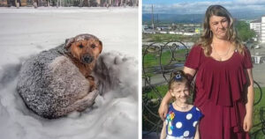 Bambina di 10 anni sopravvive alla bufera di neve grazie al calore di un cane randagio
