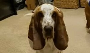 Un Basset hound prova gelosia nei confronti della sorellina che riceve un regalo (VIDEO)