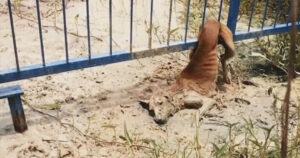 Cagnolina randagia bloccata in un recinto piange quando sente delle voci avvicinarsi a lei, ma non riesce a muoversi