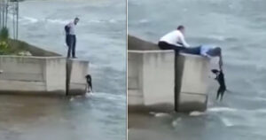Uomo allunga la mano e salva un cane bloccato in acqua