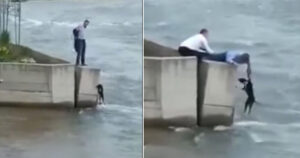 Uomo allunga completamente la sua mano per salvare un povero cucciolo rimasto bloccato nell’acqua (VIDEO)