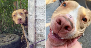 Cucciolo di cane al guinzaglio guardava le persone che passavano pregandole di aiutarlo (foto)