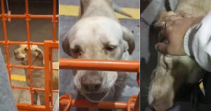 Cucciolo di cane randagio chiede da mangiare e paga con un pezzo di cartone e delle coccole (VIDEO)