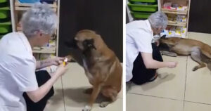 Cucciolo di cane randagio ferito entra in farmacia per chiedere aiuto (VIDEO)