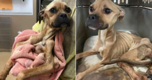 Cucciolo di cane magrissimo ha lottato molto per farcela