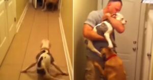 Cucciolo di cane paralizzato si precipita a salutare il papà soldato tornato a casa (VIDEO)