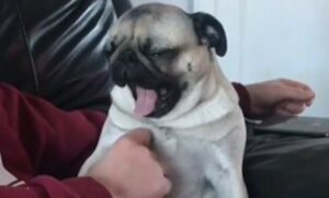 Un Carlino vuole insistentemente le coccole sul pancino; il proprietario lo accontenta (VIDEO)