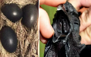 Un contadino trova delle strane uova nere, il loro contenuto ha sbalordito tutti.