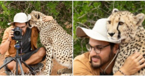 Un ghepardo selvaggio della riserva si avvicinò improvvisamente al fotografo